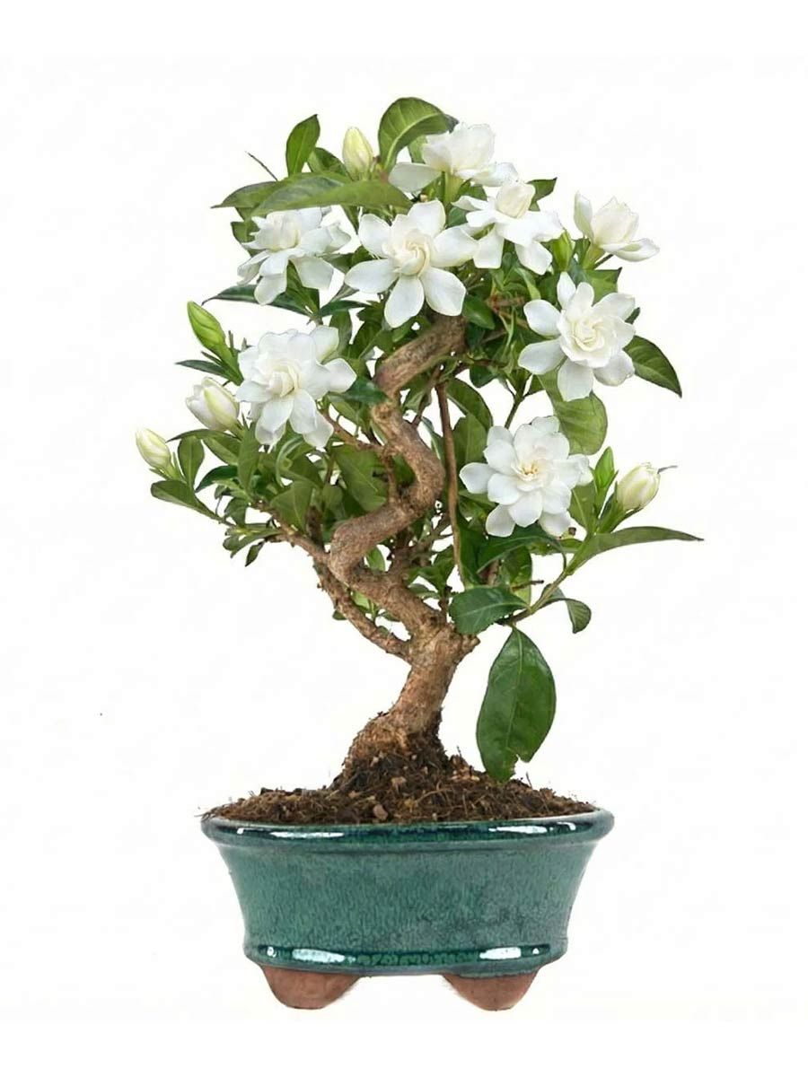 Гардения (Gardenia)