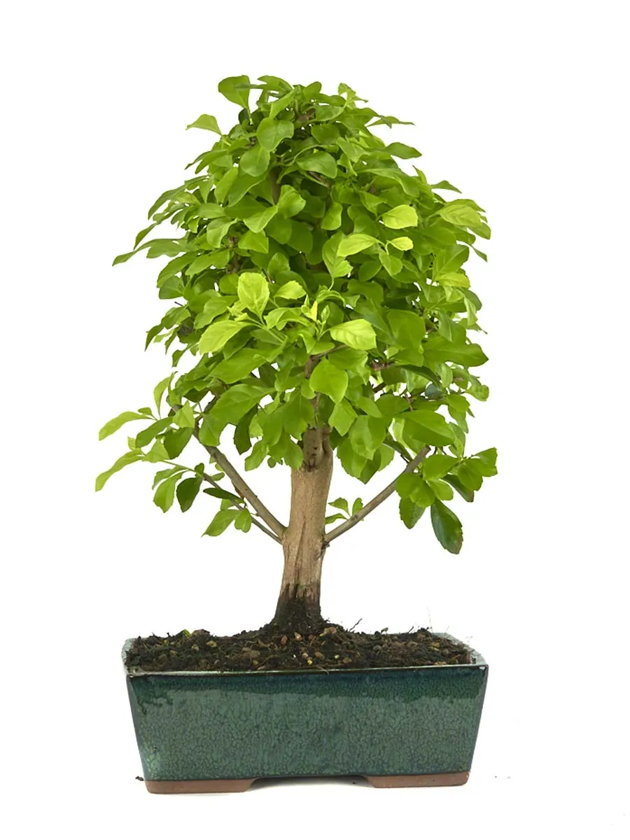 Златна Дуранта (Duranta repens 'Aurea')
