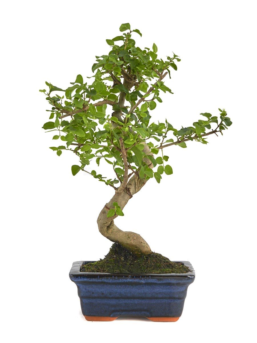 Китайски Лигуструм (Ligustrum sinensis)