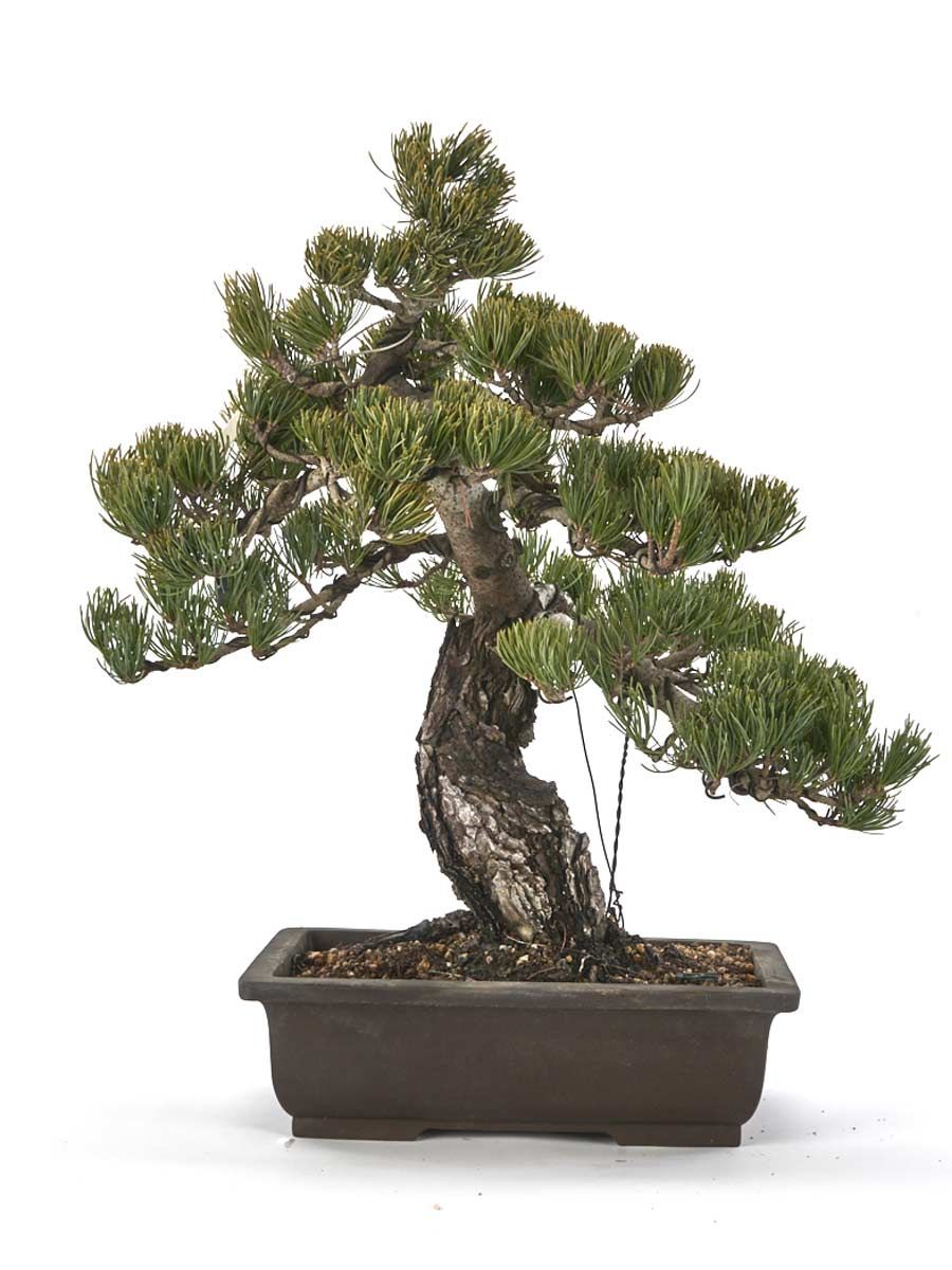 Японски Бял Бор (Pinus pentaphylla)