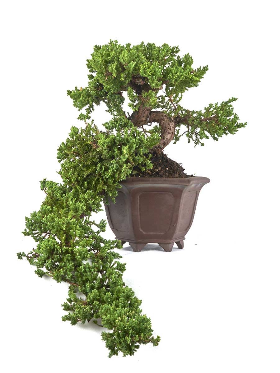 Хвойна (Juniperus procumbens 'Nana')
