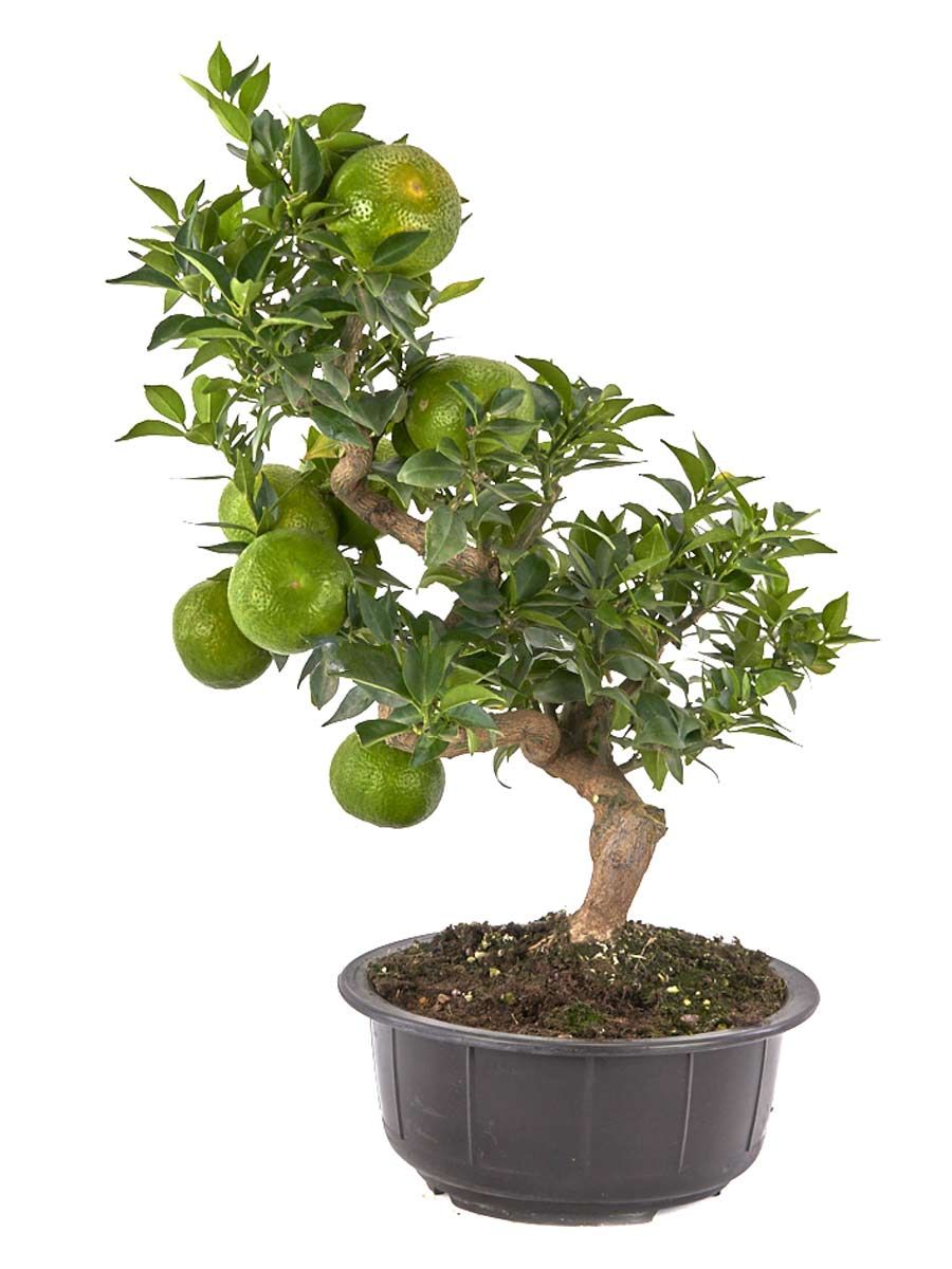 Цитрус Киното (Citrus myrtifolia)