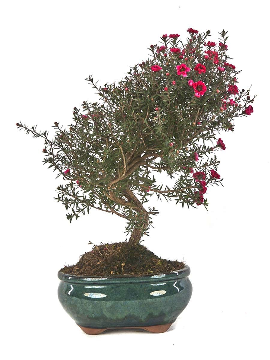 Манука (Leptospermum scoparium)