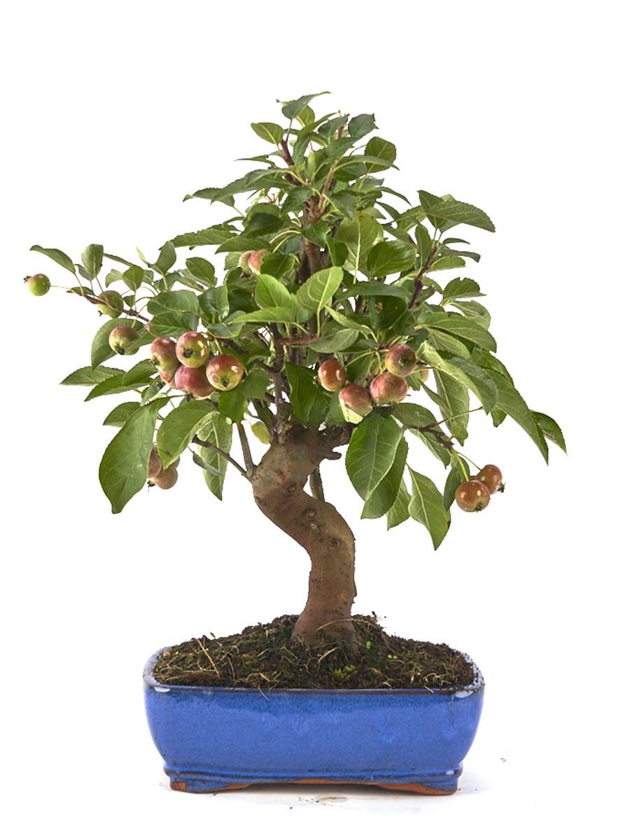 Декоративна Ябълка (Malus domestica)