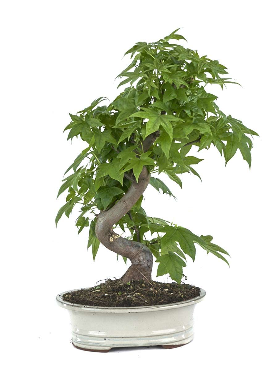 Ликвидамбър (Liquidambar styraciflua)