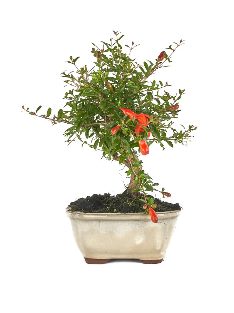 Нар Джудже 'Nana' (Punica granatum 'Nana')