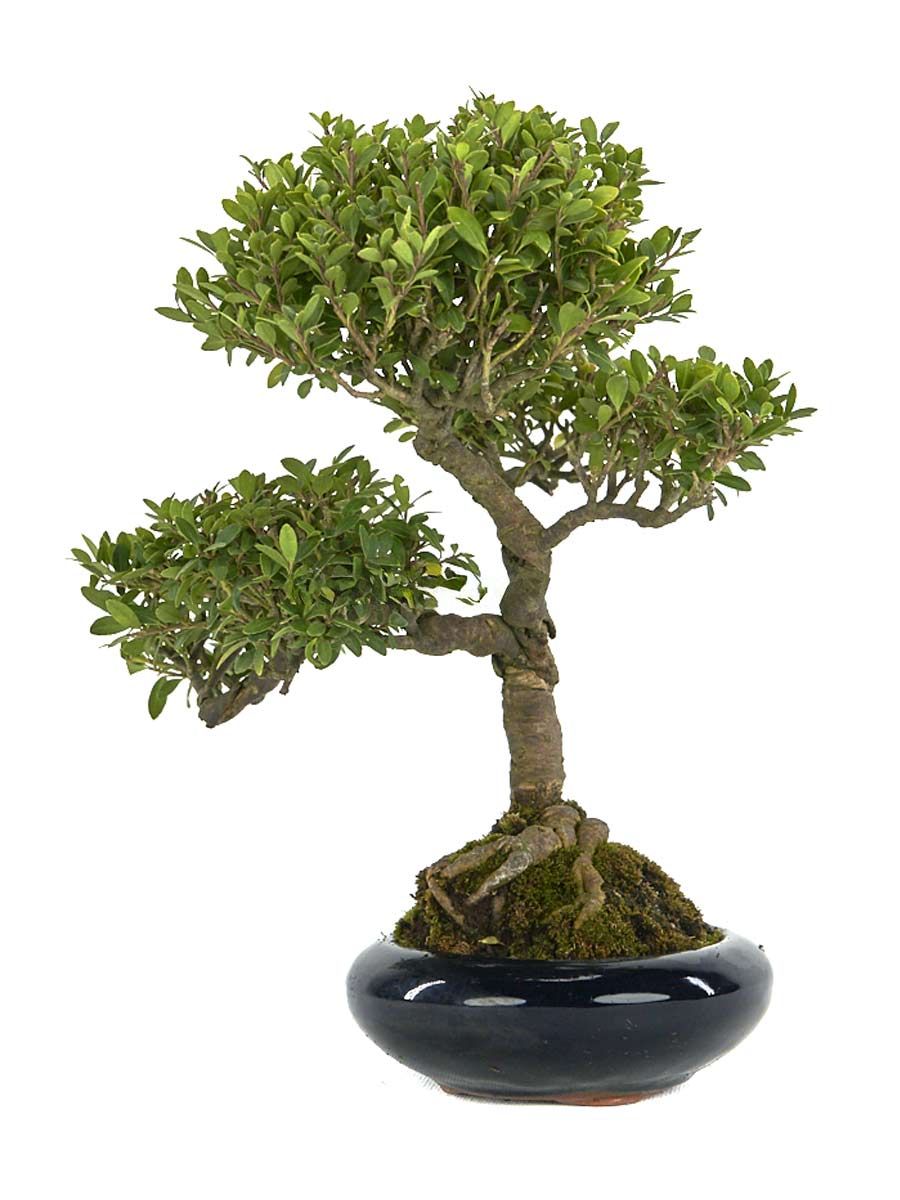 Японски Джел (Ilex crenata)