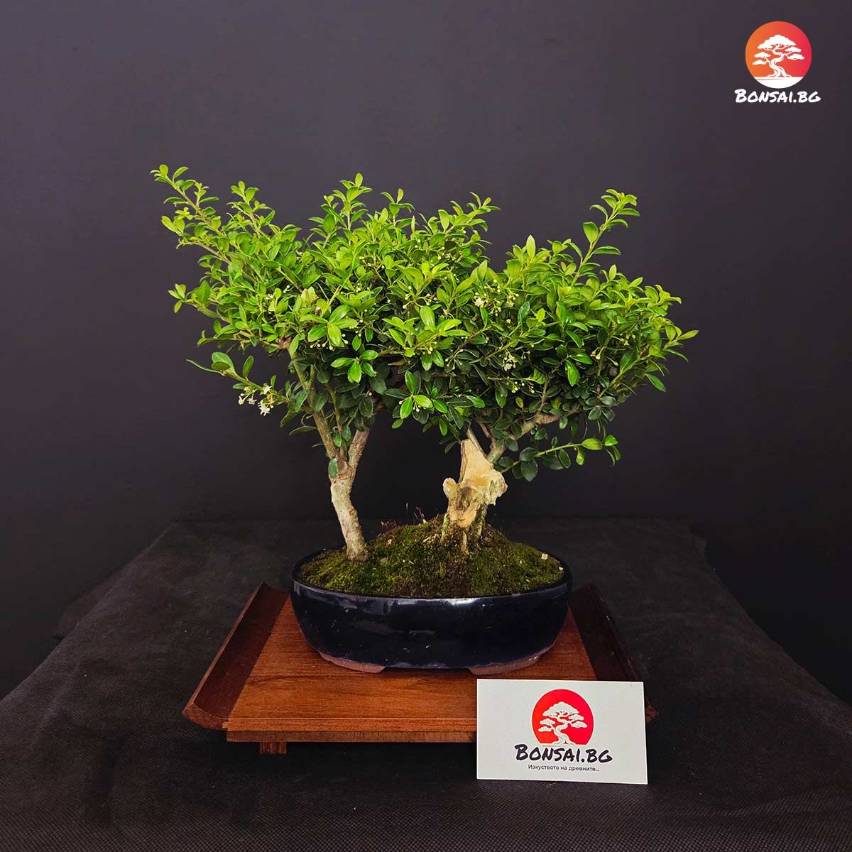 10-годишен бонсай Японски Джел Ilex 'Сокан' (Sokan)