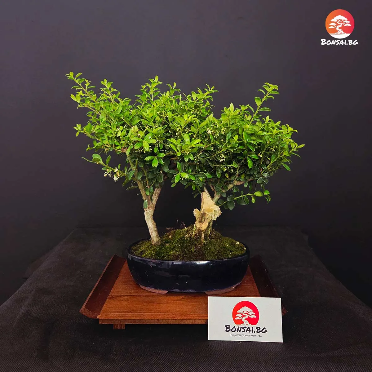10-годишен бонсай Японски Джел Ilex 'Сокан' (Sokan)
