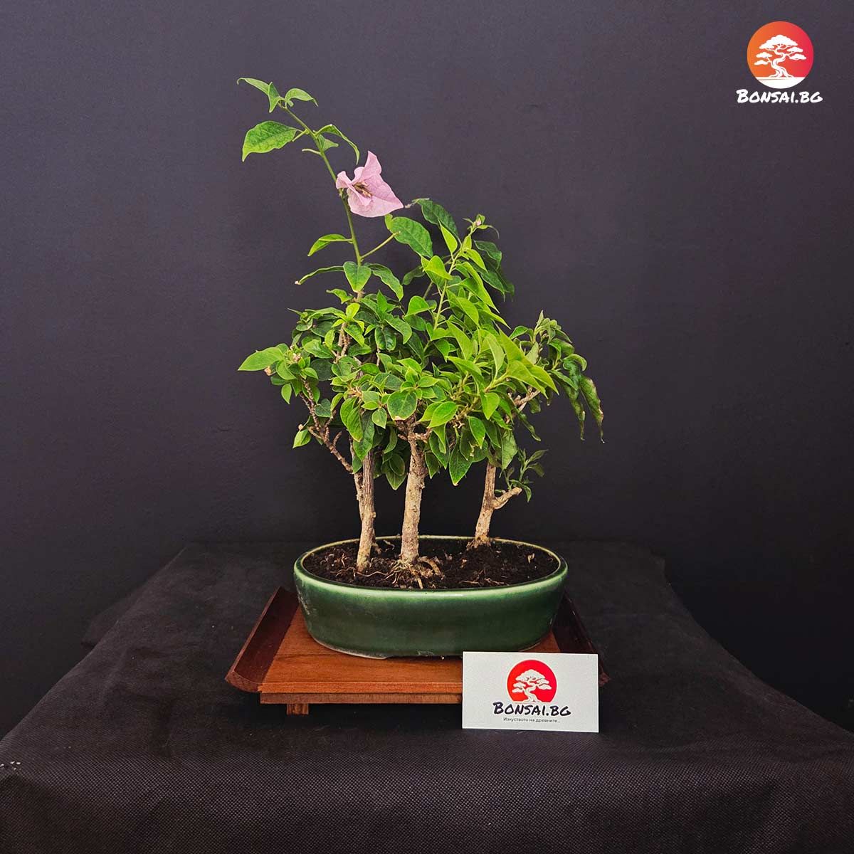 10-годишен бонсай Бугенвилия (Bougainvillea spectabilis) 'Йосе-уе' (Yose-ue)